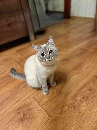 Продам кошечку Донецк