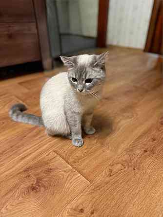 Продам кошечку Донецк