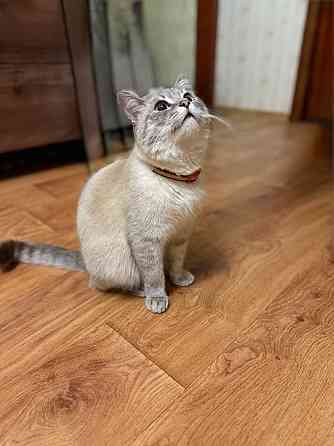 Продам кошечку Донецк