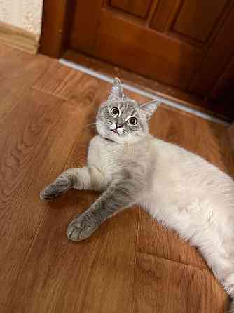 Продам кошечку Донецк