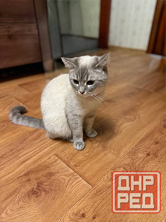 Продам кошечку Донецк - изображение 1