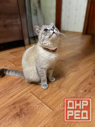 Продам кошечку Донецк - изображение 2