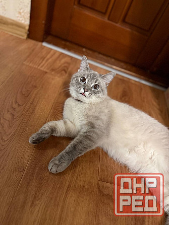 Продам кошечку Донецк - изображение 4