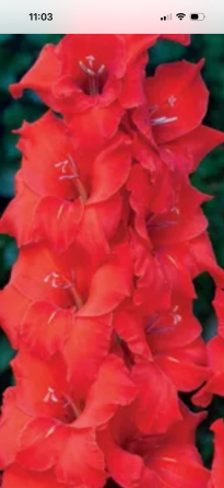 Луковицы гладиолуса Донецк