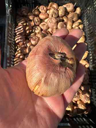 Луковицы гладиолуса Донецк