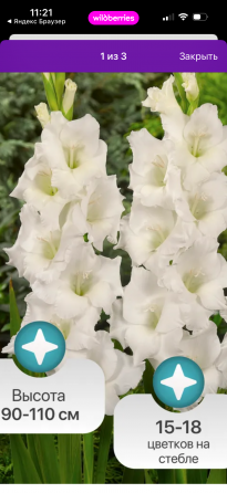 Луковицы гладиолуса Донецк