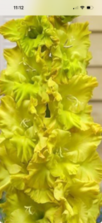 Луковицы гладиолуса Донецк