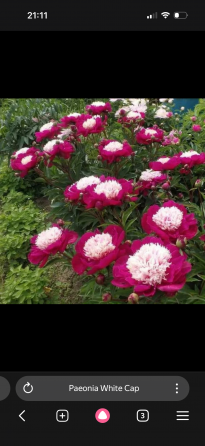 Пион и другие растения для сада Донецк