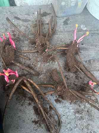 Пион и другие растения для сада Донецк