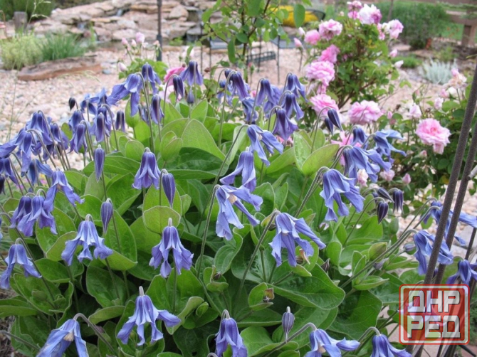 Пион и другие растения для сада Донецк - изображение 7