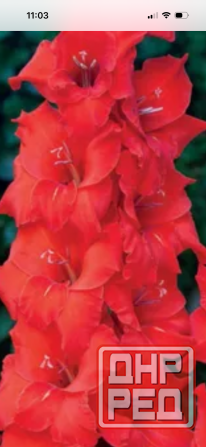 Луковицы гладиолуса Донецк - изображение 1