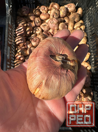 Луковицы гладиолуса Донецк - изображение 4