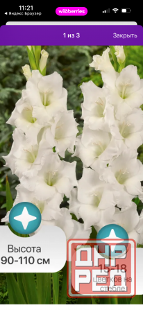 Луковицы гладиолуса Донецк - изображение 3