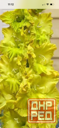 Луковицы гладиолуса Донецк - изображение 2