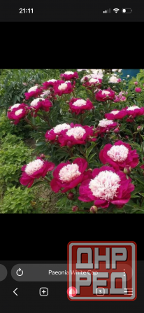 Пион и другие растения для сада Донецк - изображение 1