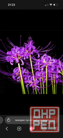 Пион и другие растения для сада Донецк - изображение 8