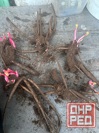 Пион и другие растения для сада Донецк - изображение 6