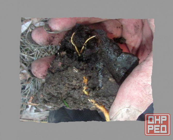 Почему-же Алёна луче сто крат Донецк - изображение 1