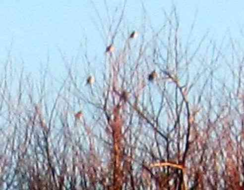 Маня меня, меня, "додождись" Донецк