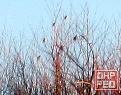 Маня меня, меня, "додождись" Донецк - изображение 1