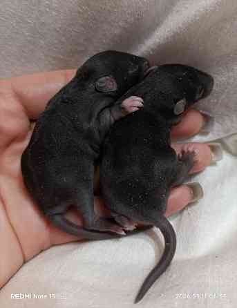 Мальчики Дамбо Донецк