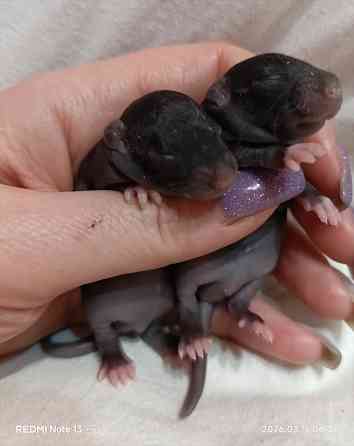 Мальчики Дамбо Донецк