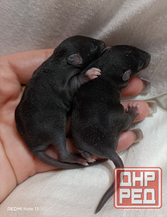 Мальчики Дамбо Донецк - изображение 2