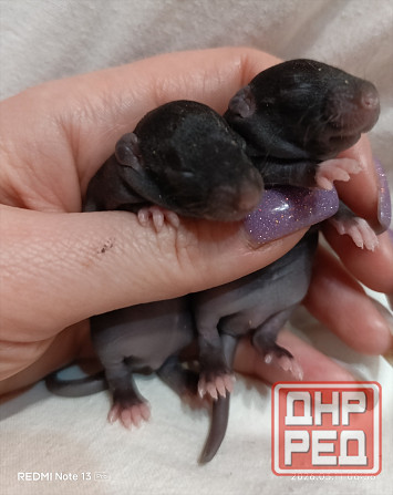 Мальчики Дамбо Донецк - изображение 1