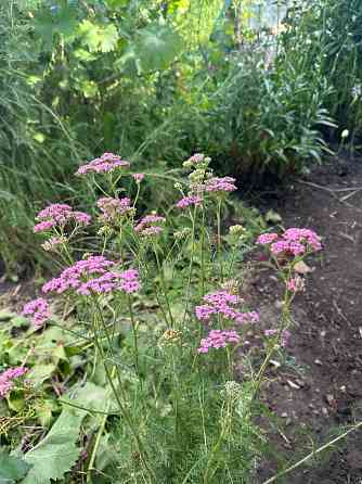 Садовые растения Донецк