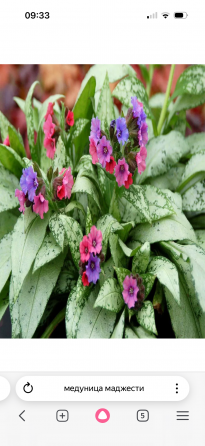 Садовые растения Донецк