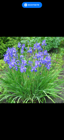 Садовые растения Донецк