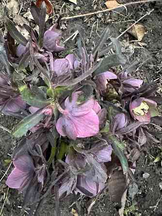 Садовые растения Донецк