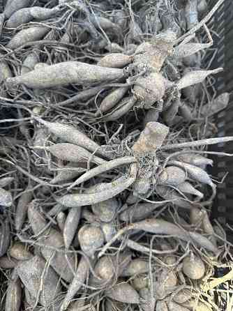 Садовые растения Донецк