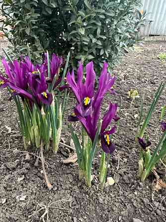 Садовые растения Донецк