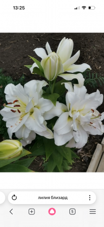 Садовые растения Донецк