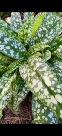 Садовые растения Донецк