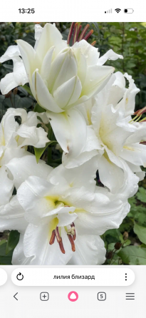 Садовые растения Донецк