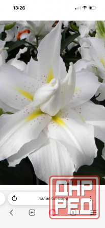 Садовые растения Донецк - изображение 6