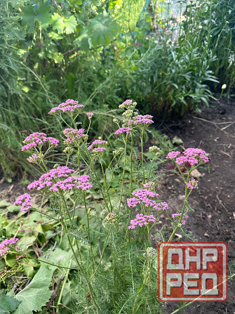 Садовые растения Донецк - изображение 8