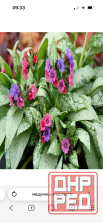 Садовые растения Донецк - изображение 5