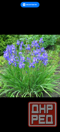 Садовые растения Донецк - изображение 7