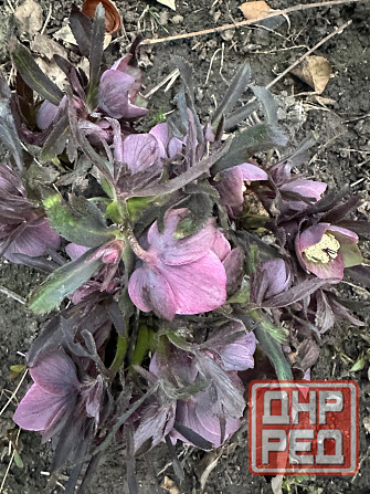 Садовые растения Донецк - изображение 3