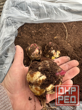 Садовые растения Донецк - изображение 7