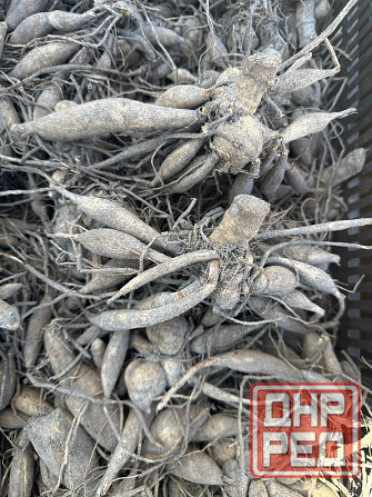 Садовые растения Донецк - изображение 4