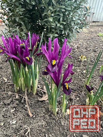 Садовые растения Донецк - изображение 4