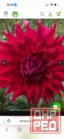 Садовые растения Донецк - изображение 2