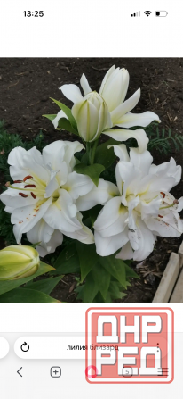 Садовые растения Донецк - изображение 1