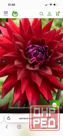 Садовые растения Донецк - изображение 3