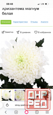 Садовые растения Донецк - изображение 7