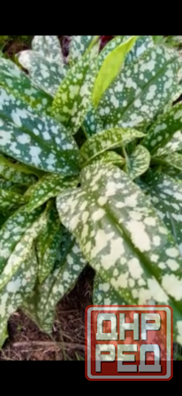 Садовые растения Донецк - изображение 6